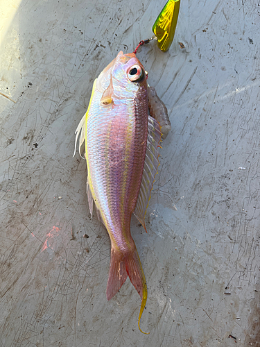 イトヨリダイの釣果