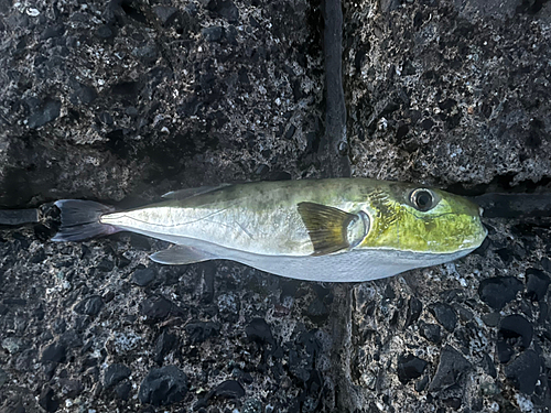 シロサバフグの釣果