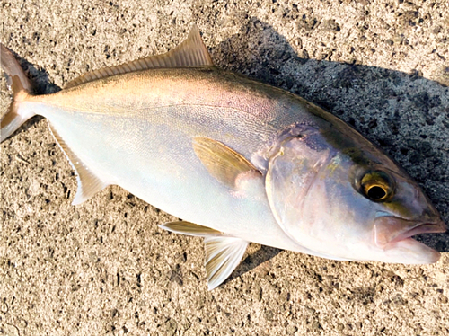 ネリゴの釣果