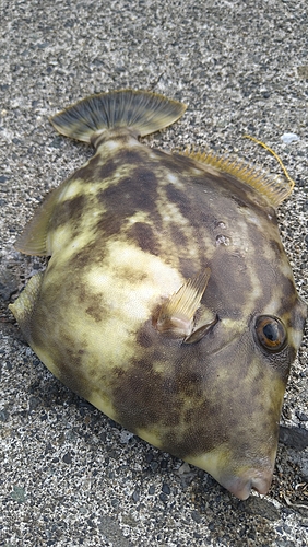 カワハギの釣果