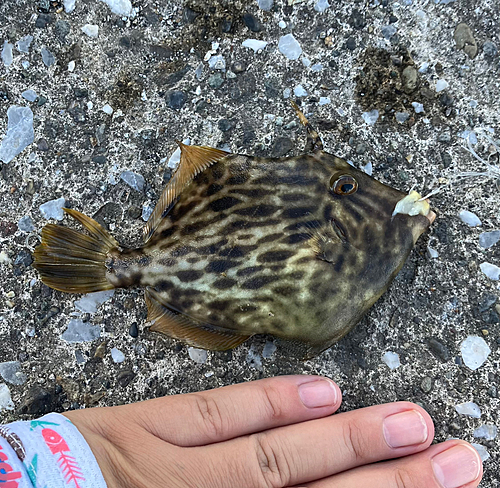 カワハギの釣果