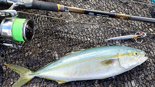 ワカシの釣果