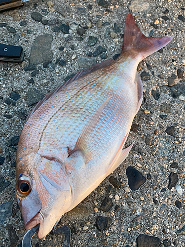 マダイの釣果