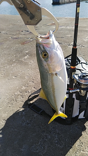 ショゴの釣果