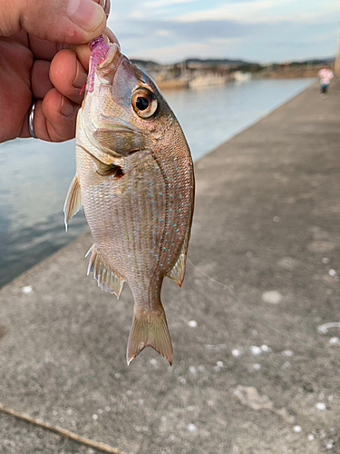 チャリコの釣果