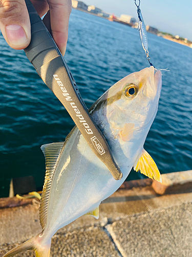 ショゴの釣果