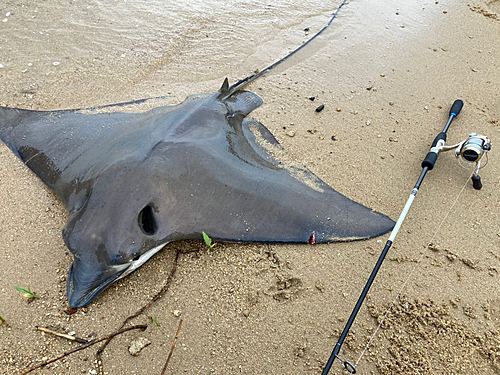 ナルトビエイの釣果