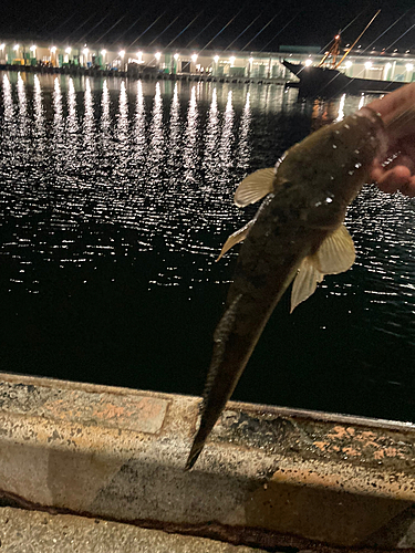 マゴチの釣果