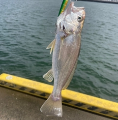 イシモチの釣果