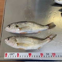 イシモチの釣果