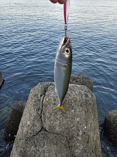 釣果