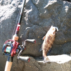 オオモンハタの釣果