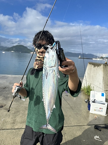 ソウダガツオの釣果