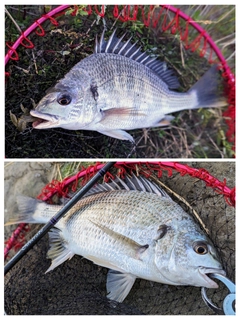 キチヌの釣果