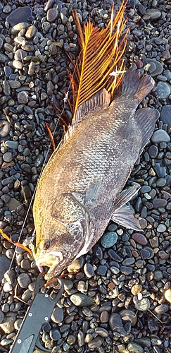 マツダイの釣果