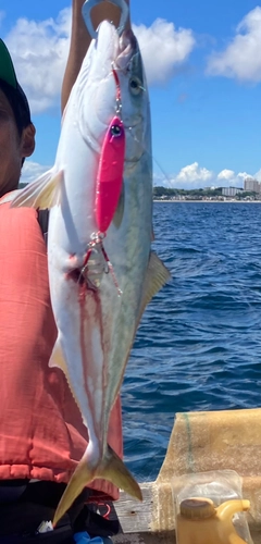 イナダの釣果