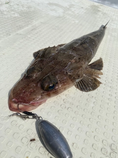 イネゴチの釣果