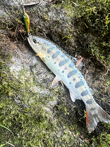 ヤマメの釣果