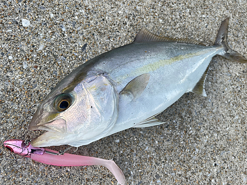 ネリゴの釣果