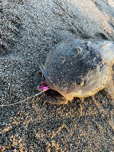 マゴチの釣果