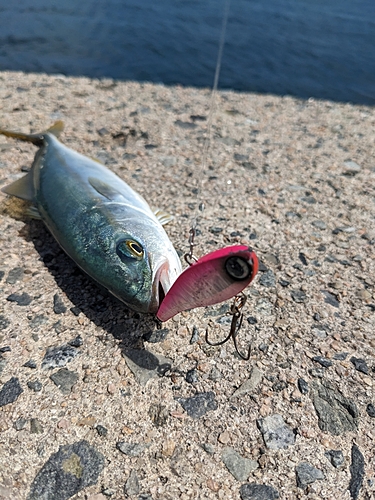 ツバスの釣果