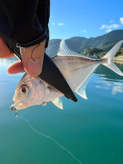 メッキの釣果