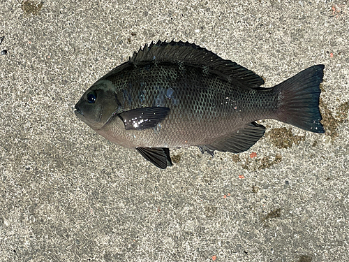 メジナの釣果