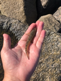 マハゼの釣果