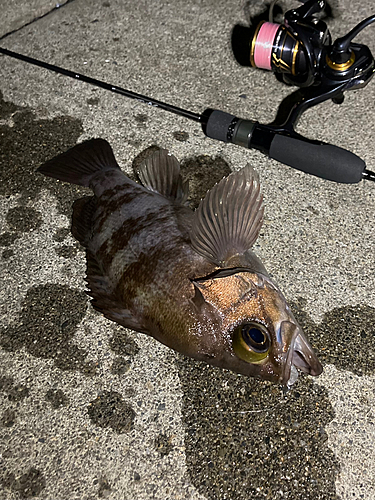 メバルの釣果