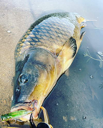 コイの釣果