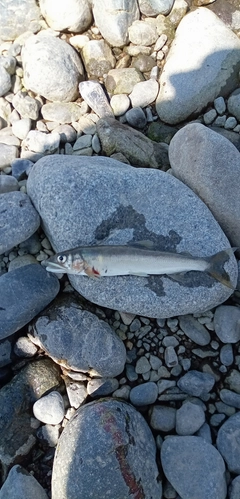 アユの釣果