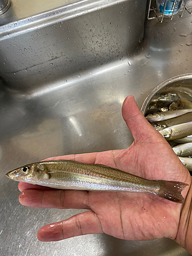 キスの釣果