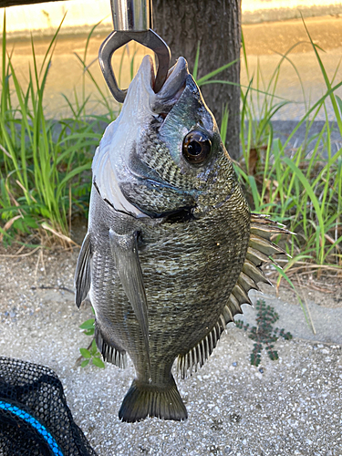 ミナミクロダイの釣果