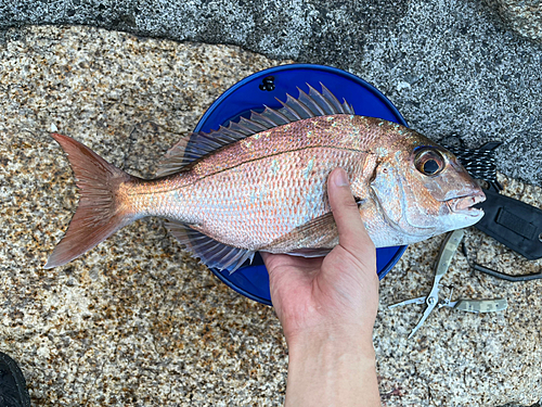 タイの釣果