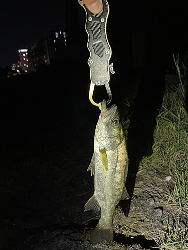 セイゴ（マルスズキ）の釣果