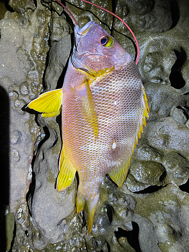 シブダイの釣果