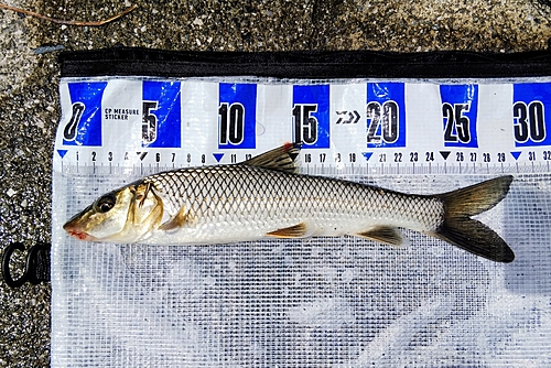 ニゴイの釣果