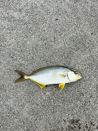 ショゴの釣果