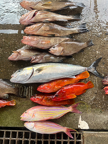 オオモンハタの釣果