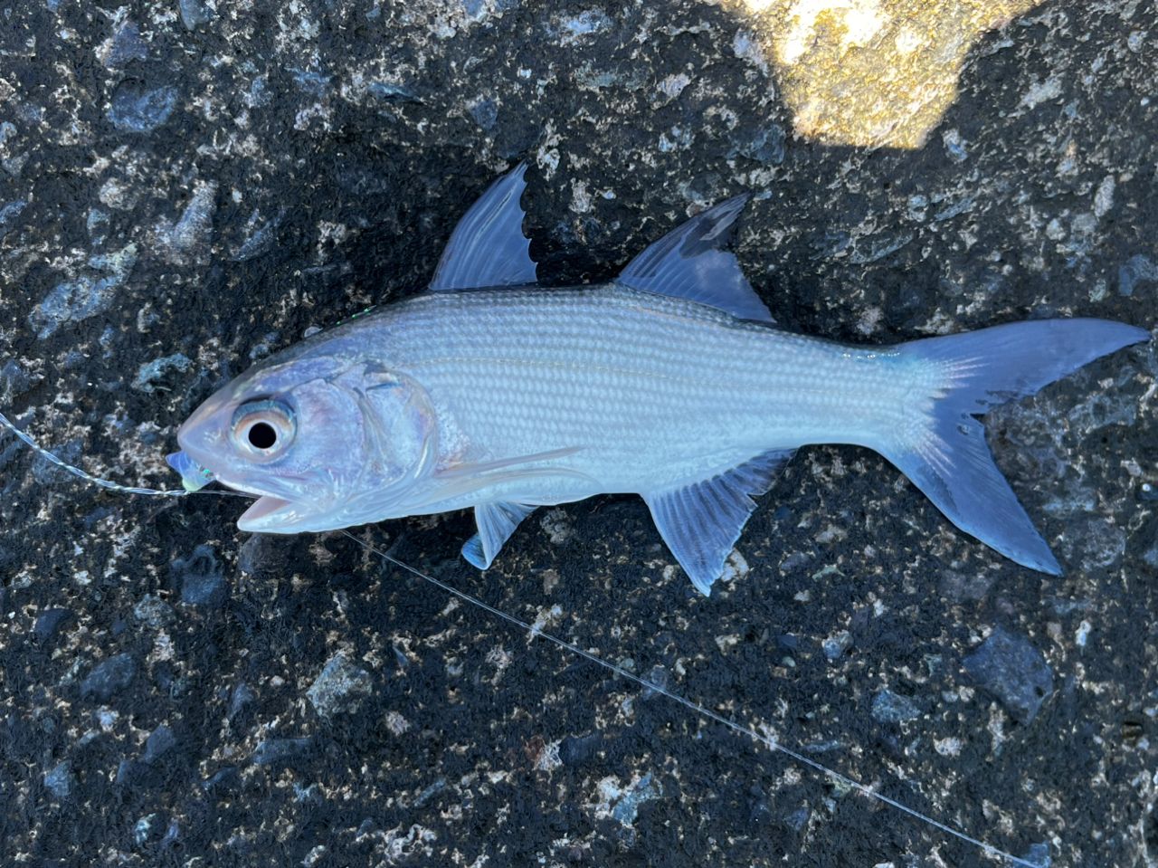 ツバメコノシロ