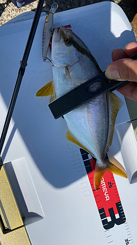 ショゴの釣果