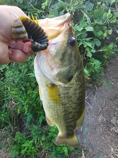 ラージマウスバスの釣果