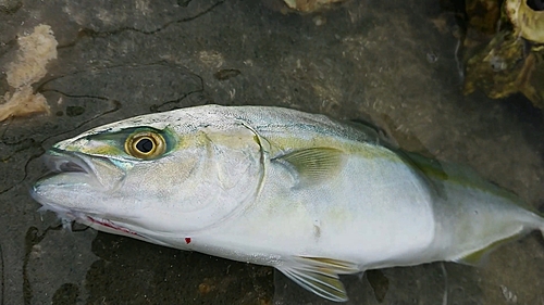 ワカシの釣果