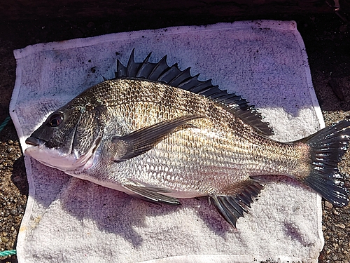 クロダイの釣果