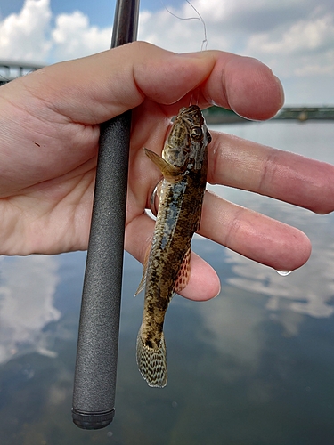 ハゼの釣果