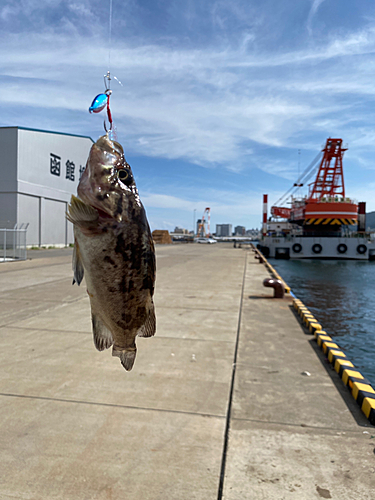 クロソイの釣果