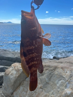 キジハタの釣果