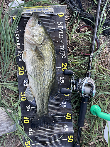 ブラックバスの釣果