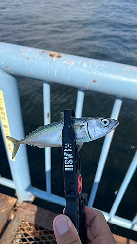 サバの釣果