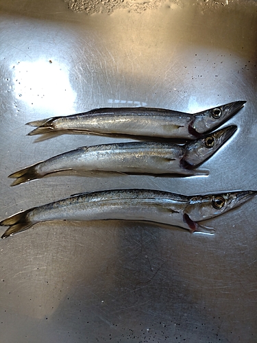 カマスの釣果